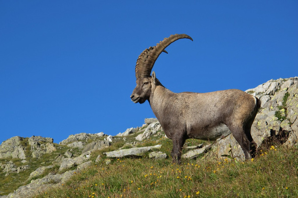 Standing alpine ibex - Photo, image