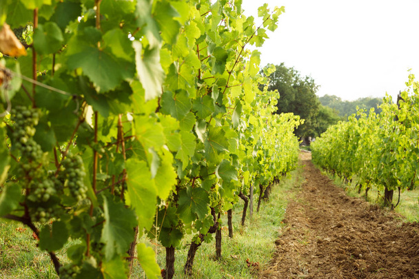 Банчи винограда Рислинг на виноградной лозе
 - Фото, изображение