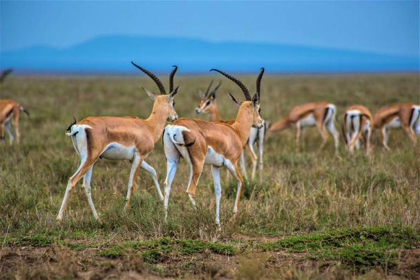 Impalasin lauma Serengetin kansallispuiston niityillä, Afrikan Antelope impala, Arusha, Tansania
 - Valokuva, kuva