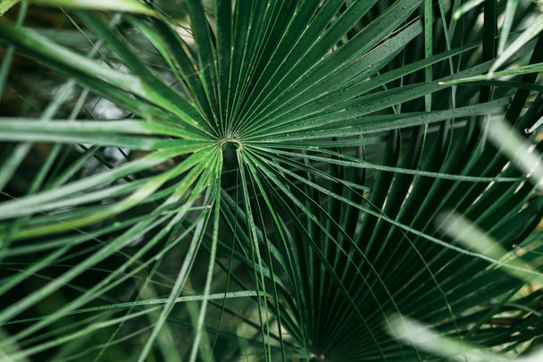 Tropical palm leaves with sunlight, floral pattern background - Fotó, kép