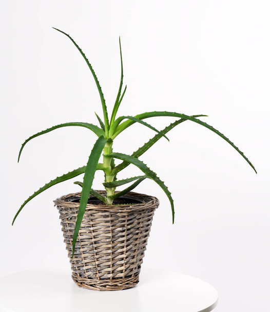 pot with aloe vera plant - Фото, изображение