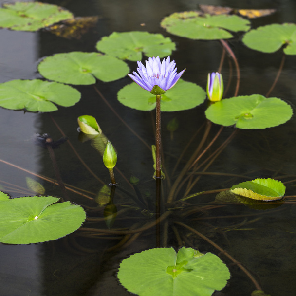 Lotus. Water lily flower - Фото, изображение