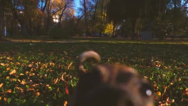 面白い犬はジャンプして芝生の上で遊んでいます。犬は、夕日のまぶしさの中でスティックと公園の所有者と遊びます。ペットのケアとトレーニング. - 映像、動画