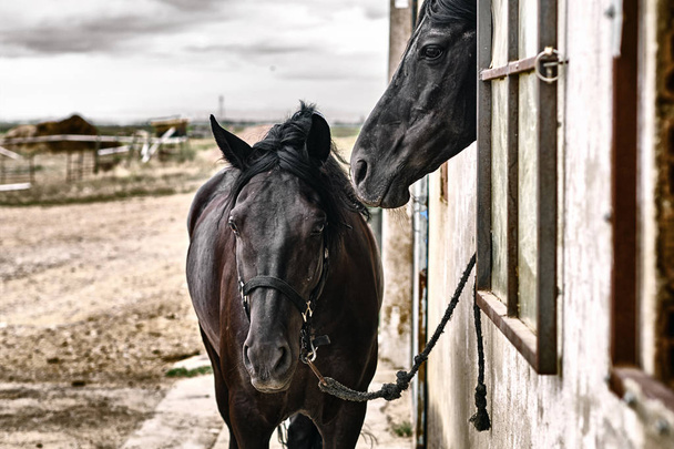 美しい馬、動物、牧草地、厩舎 - 写真・画像