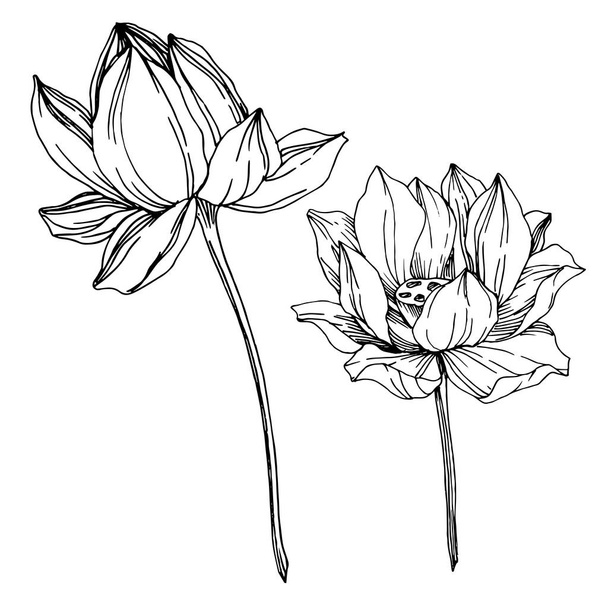 Vektori Lotus kukka kasvitieteellinen kukkia. Musta ja valkoinen kaiverrettu muste taidetta. Erillinen lootuksen havainnointielementti
. - Vektori, kuva