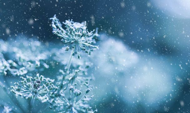 Bello sfondo invernale con piante secche coperto hoarfrost in
 - Foto, immagini