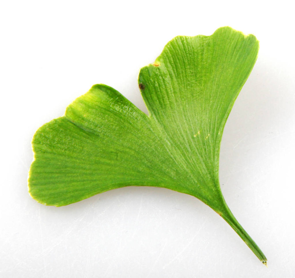 Ginkgo Biloba Leaf Against White Background - Photo, Image