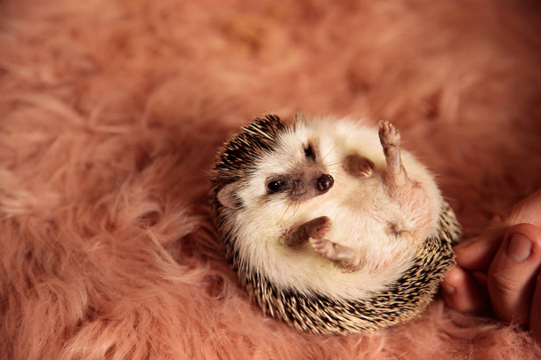 hedgehog laying down and grabbed by spines - Photo, Image