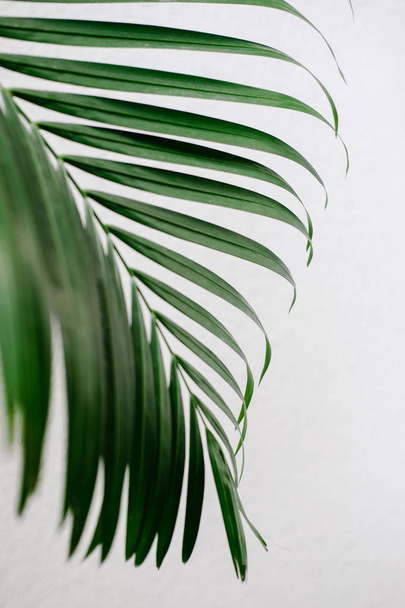 Hoja de palma tropical, vegetación
 - Foto, imagen
