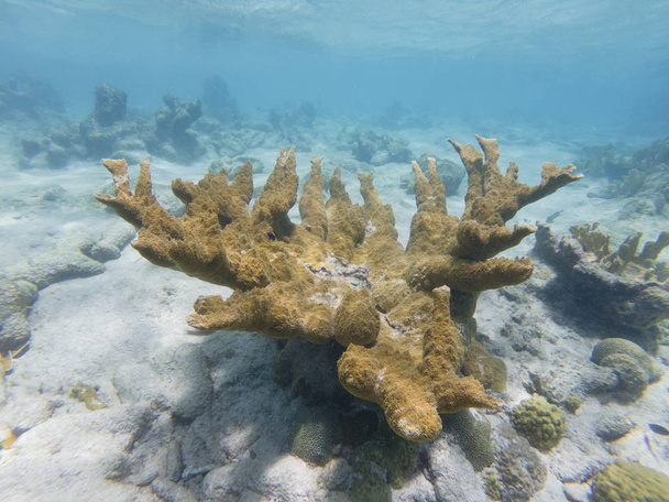 Εξαιρετικά απειλούμενο Elkhorn κοράλλια - Φωτογραφία, εικόνα