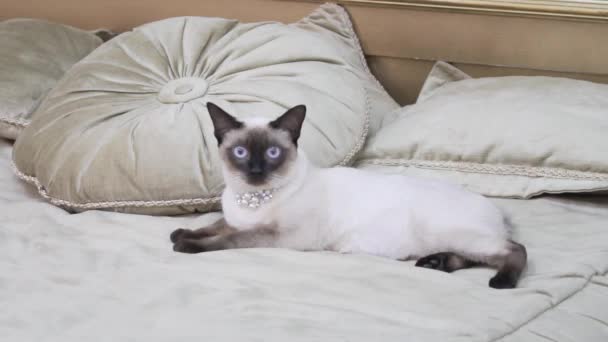 Lüks ve zenginlik temasıdır. Genç kedi kuyruk safkan Mecogon bobtail olmadan bir Rönesans Barok iç Fransa Avrupa Versailles sarayında bir yastık üzerinde büyük bir yatakta istirahat yatıyor - Video, Çekim