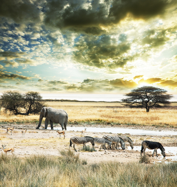 Africa - Photo, Image