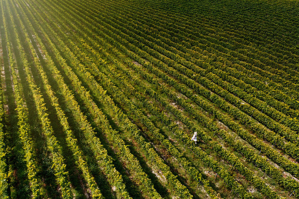 Вид с воздуха на красивую девушку в шляпе стоит на большой плантации виноградников. Женщина-турист, гуляющая по виноградникам Тосканы в Тоскане, Италия
. - Фото, изображение