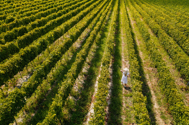 Aerial view of beautiful girl in hat stands on large vineyard plantation. Woman tourist walking in Tuscan vineyards in Tuscany, Italy. - Foto, afbeelding