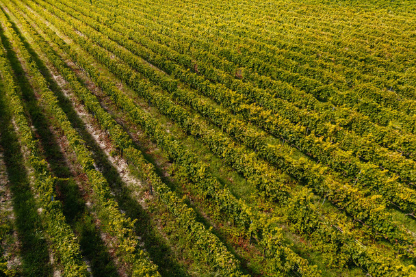 Hermosa vista aérea de los viñedos al atardecer en Toscana, Italia. Viñedo maravilloso paisaje
 - Foto, imagen
