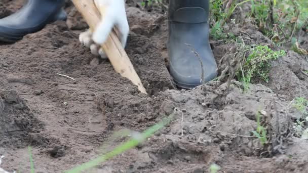 Man digging up potatoes in garden with a shovel - Filmati, video
