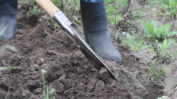 Man digging up potatoes in garden with a shovel - Footage, Video