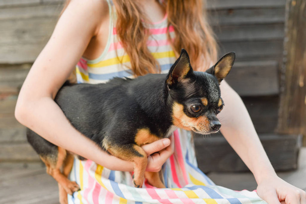 A gyermek kiadási időt vele kisállat. Kis lány Chihuahua kutya a háttérben egy fából készült hátteret - Fotó, kép