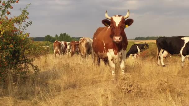 Koeien grazen in de weide, waar het gras door de hitte verbrandde. - Video