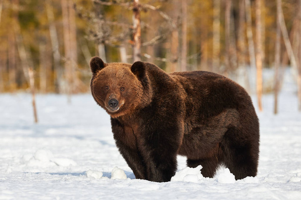 urso marrom na neve - Foto, Imagem