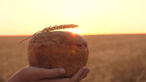 brood met een oor van tarwe, in handen van meisje over tarwe veld in zonsondergang. Close-up. Heerlijk brood in handen draagt jonge mooie vrouw op een tarwe veld. lekker brood op palmen. - Video