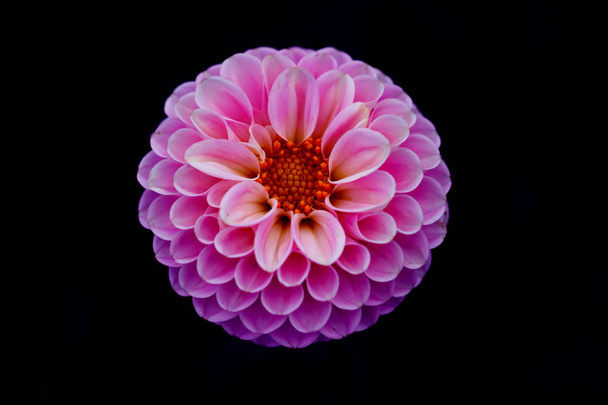beautiful pink dahlia flowers in the garden close-up - Photo, image