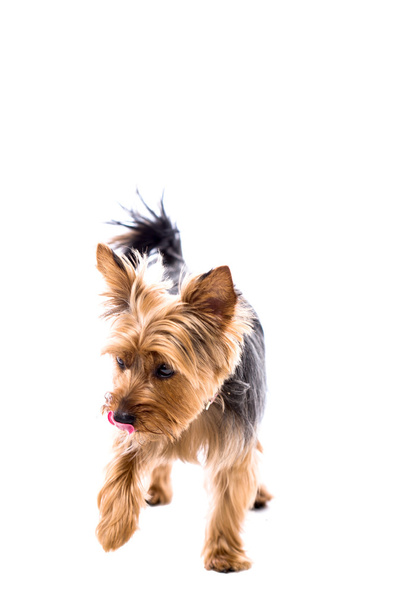 Little Yorkshire terrier playing - Photo, Image