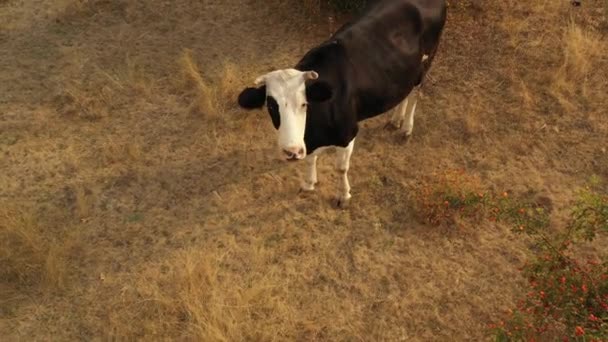 A tehenek legelnek a réten, ahol a fű megégett a hőségtől.. - Felvétel, videó