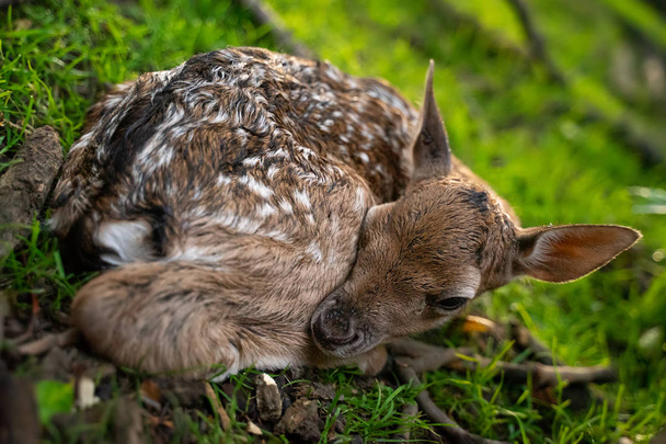 Cute fallow deer fawn. Close-up baby animal. Adorable newborn fawn. - Photo, image