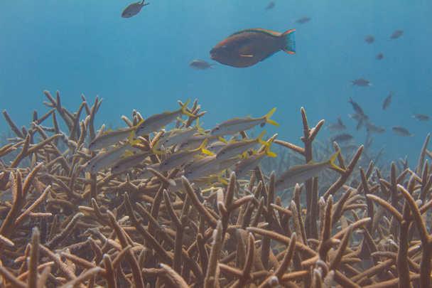 Pesce capra giallo sul corallo di Staghorn in pericolo critico
 - Foto, immagini