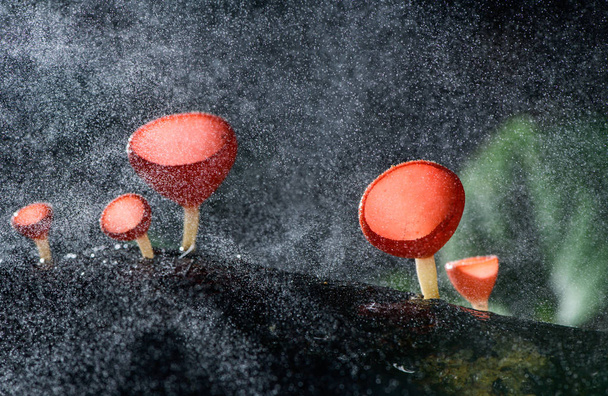 Fungi cup red Mushroom Champagne Cup or Pink burn cup,Tarzetta Rosea ( Rea) Dennis (Pyronemataceae) with spray water on background - Photo, Image