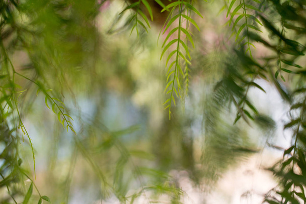 Salice piangente - Salix babylonica
 - Foto, immagini
