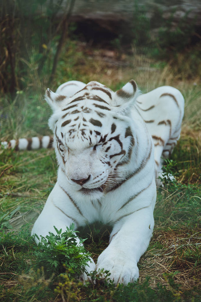 Beautiful bengal tiger lies close-up - Fotografie, Obrázek