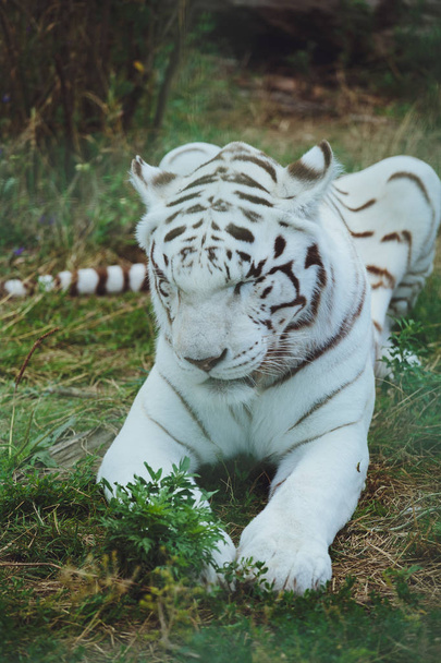 Beautiful bengal tiger lies close-up - Foto, Imagen