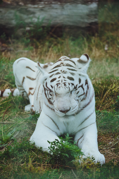 Beautiful bengal tiger lies close-up - 写真・画像