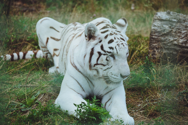 Beautiful bengal tiger lies close-up - Фото, зображення