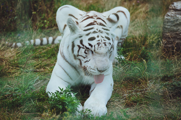 Красивий бенгальський тигр лежить крупним планом
 - Фото, зображення