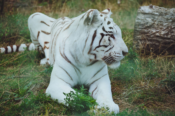 Beautiful bengal tiger lies close-up - Φωτογραφία, εικόνα