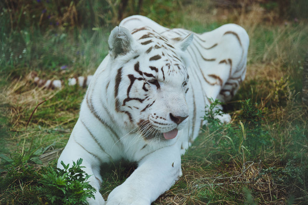 Beautiful bengal tiger lies close-up - Fotoğraf, Görsel