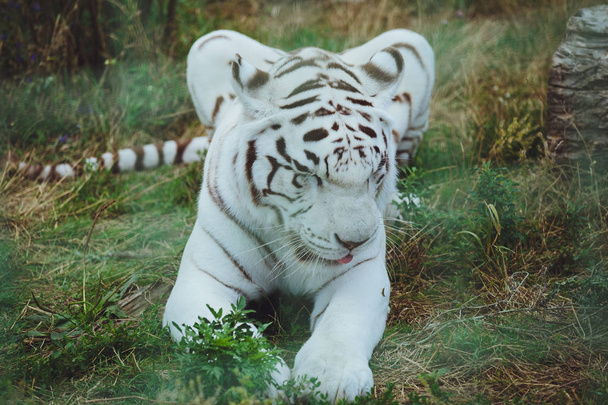 Beautiful bengal tiger lies close-up - 写真・画像