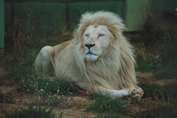 Sladký krásný bílý Lev leží na přírodě v trávě. - Fotografie, Obrázek