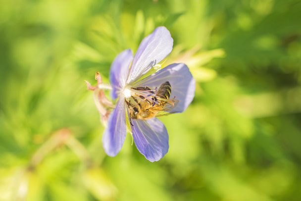 abelha em gerânio
 - Foto, Imagem