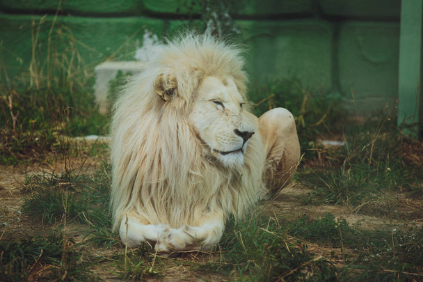 Cute beautiful white lion lies on the nature in the grass. - Valokuva, kuva