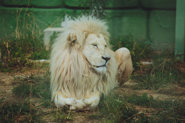 Cute beautiful white lion lies on the nature in the grass. - Фото, зображення
