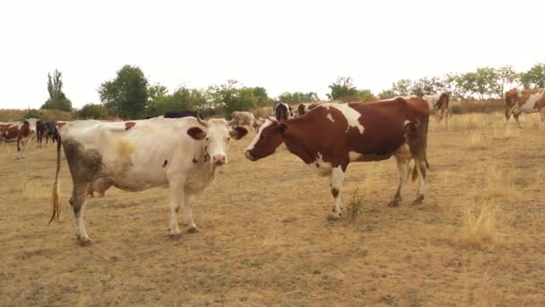 A tehenek legelnek a réten, ahol a fű megégett a hőségtől.. - Felvétel, videó