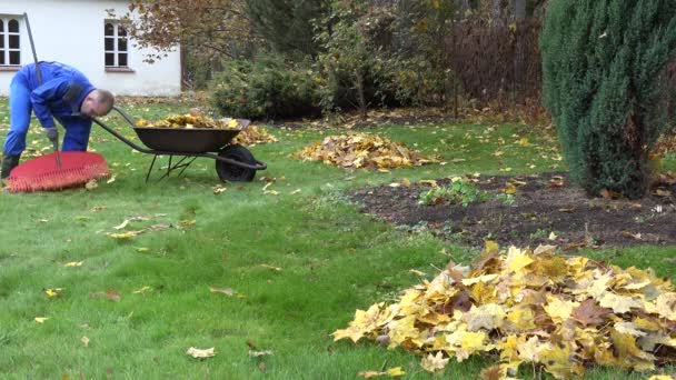 hombre de trabajo con gran rastrillo y carretilla en el jardín de otoño. 4K
 - Metraje, vídeo