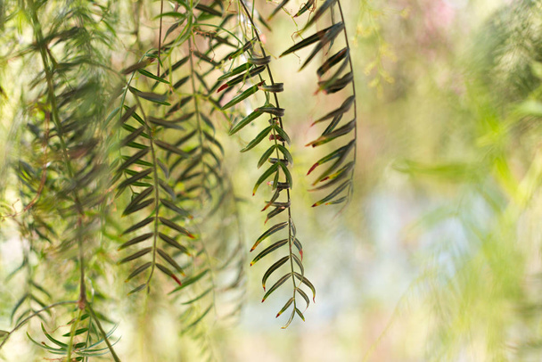 Itkevä paju - Salix babylonica
 - Valokuva, kuva
