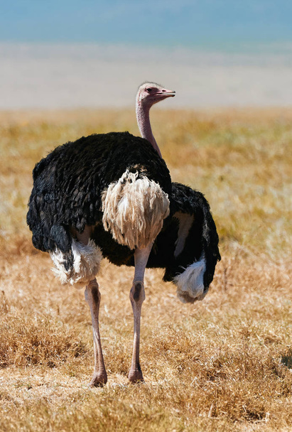Мужской страус (Struthio camelus) ходит по саванне
. - Фото, изображение