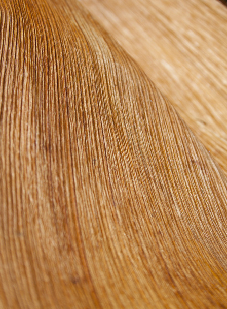 Abstract Palm Frond Wood Texture - Valokuva, kuva