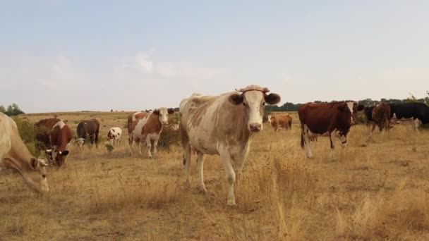 Cows graze in the meadow, where the grass burned from the heat. - Footage, Video